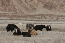 Kunlun_17