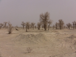 Taklamakan_20