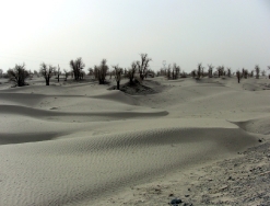 Taklamakan_21