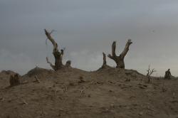 Taklamakan_23