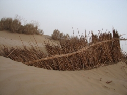 Taklamakan_35