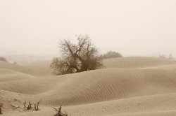 Taklamakan_49