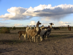 Altiplano