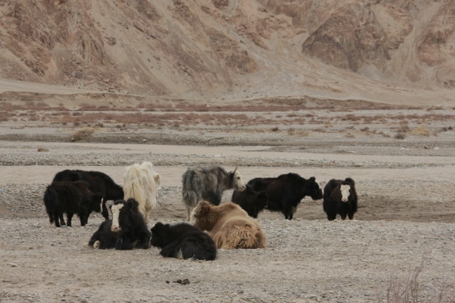 Kunlun_17