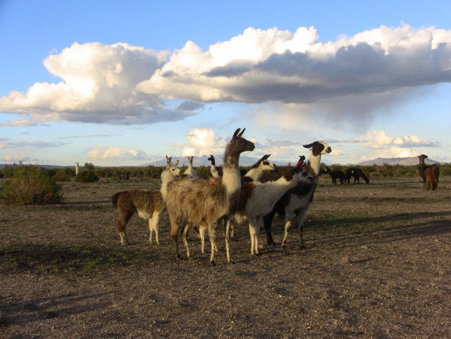 Altiplano