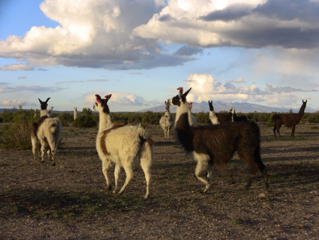 Altiplano