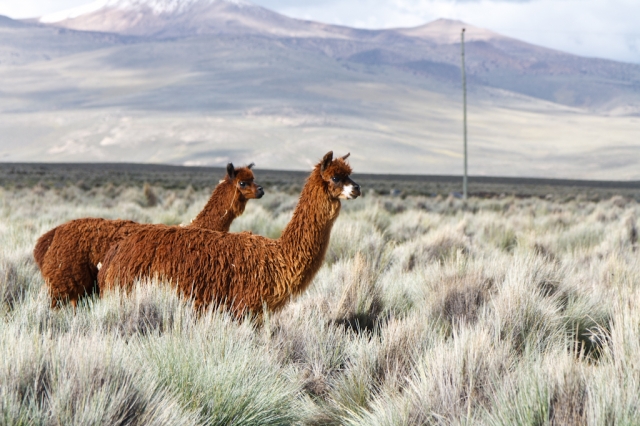 Altiplano