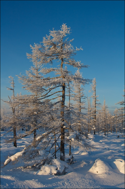 Chingikan_2012