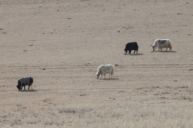 Mongolia 2015