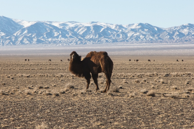 Mongolia 2015