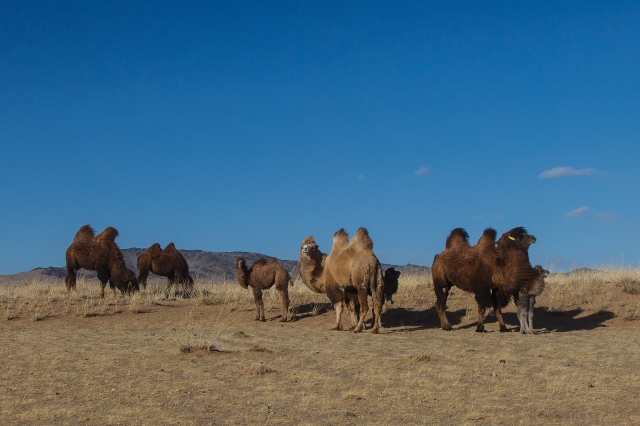 Mongolia 2015