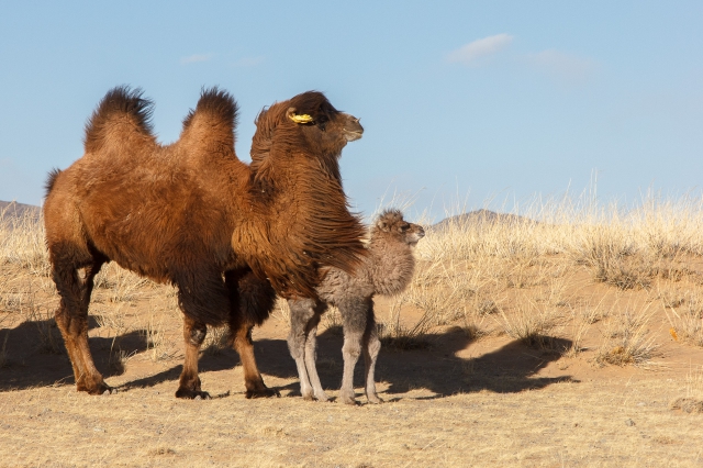 Mongolia 2015