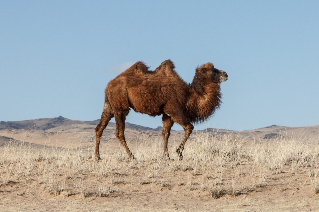 Mongolia 2015