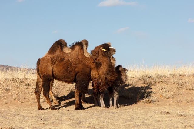 Mongolia 2015