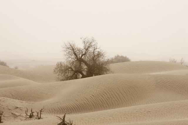 Taklamakan_49